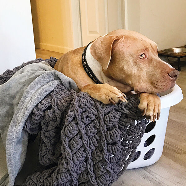 Pet SEEN: Cute Pets Featured in April 2020